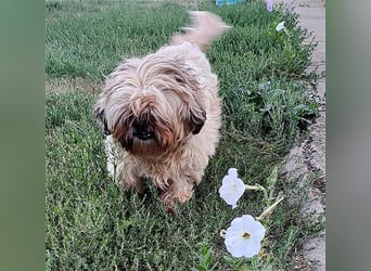 (R) knuffiger kleiner DENI - 8 Jahre, 26cm - Shih Tzu