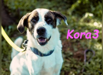 Kora3 08/2019 (ESP) - verspielte und kluge, hübsche Boxer-Mix Hündin!