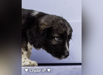 Winzling Clyde, Alopekis-Mix,  sucht ein Zuhause