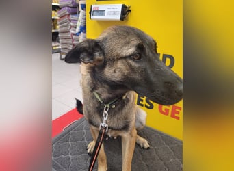 Nala - in 50127 Bergheim auf Pflegestelle