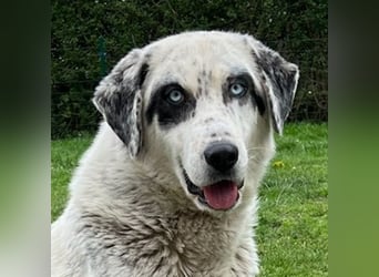 Snow, geb. ca. 06/2023, lebt auf einer Pflegestelle in 47652 Weeze