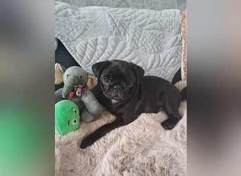Mops welpen ab sofort Abgabe bereit.