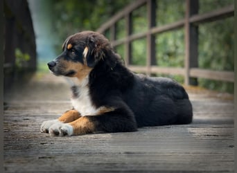 Bezaubernde Australian Shepherd Welpen