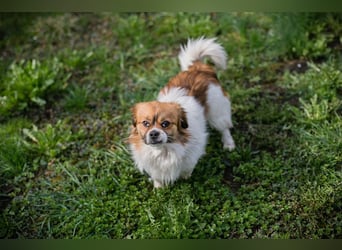 JACKIE - der freundliche, liebe + neugierige Rüde freut sich auf sein Für-Immer Zuhause