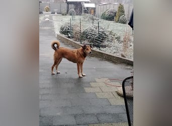 ♥JOSY♥ verliert ihr Zuhause in Grevenbroich - so menschenbezogene und sanfte Schönheit 50 cm