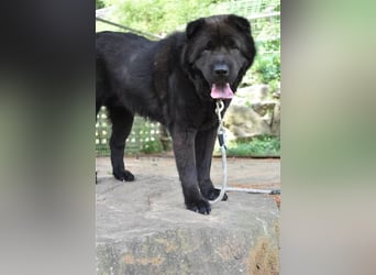 Moet freundlicher ,gemütlicher Chow-chow-Mix,ca 10 Jahre ,25 kg, sucht ein warmes Körbchen