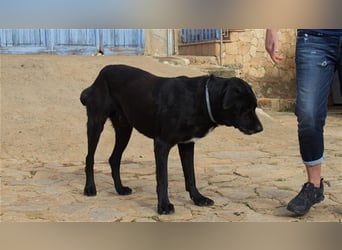 Menut ist ein außergewöhnlicher Hund