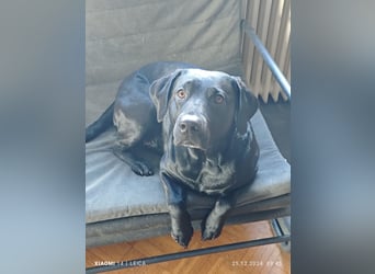 Labradorwelpen suchen bestes Zuhause
