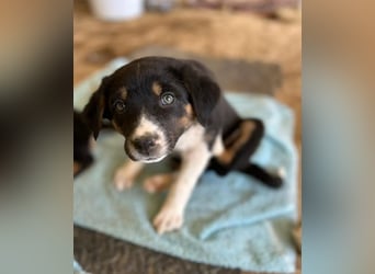 Nelly, auf der Suche nach einem tollen Zuhause!