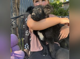 Dobri ein kleiner Spatz