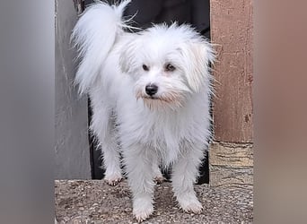 PIP der kleine Lausbub