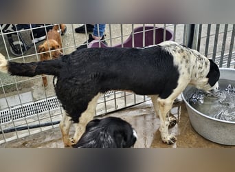 Milla - Gute-Laune-Hund wartet auf Sie
