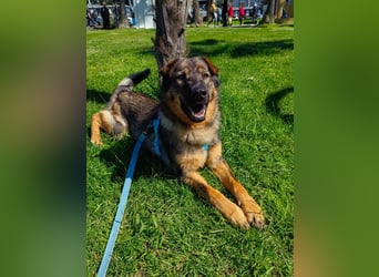 Freundlicher Tobi mit besonderen Ohren sucht sein Glück