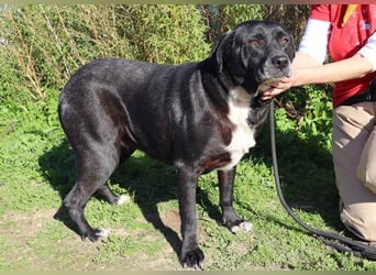 Josephine, Labrador-Mix, lieb und sozial