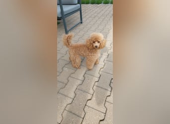 Toypudel/Zwergpudel mit Pedigree Ahnentafel