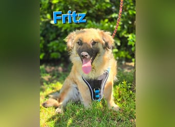 Fritz sucht ein Zuhause