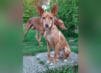 Stella, katzenverträgliche Zwerg Podenca