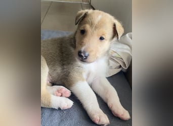 Lang- und Kurzhaar- Collie- Welpen