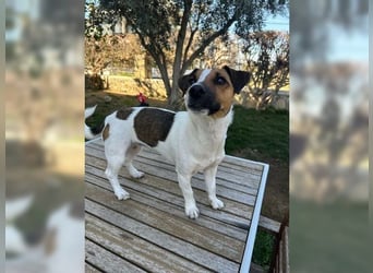 Jack Russel Hündin Fika