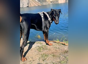 Stöpsel - Dobermann-Riesenbaby