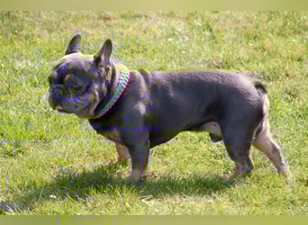 French Hugo - selbstbewusster Bulli - Tierhilfe Franken e.V.