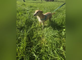 Erfüllen Sie Liras Wünsche?