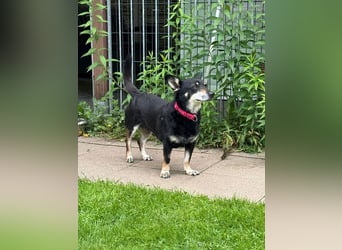 ♥LILA♥ neu auf Pflegestelle bei Köln - hübsche, ganz liebe kleine Hündin 35 cm
