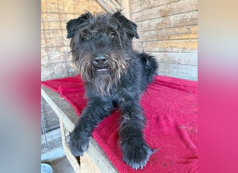 superlieber Kuschelbär OSKAR - 4,5 Jahre, 53cm/16kg - Schnauzer-Mix