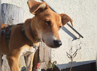 Walburga, !!! SOS !!!!  PS Oberkochen liebevolle, kleine Hündin sucht Ihr Körbchen