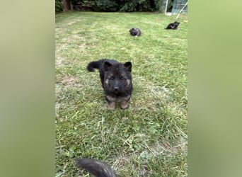 Verkaufe Deutsche Schäferhundwelpen