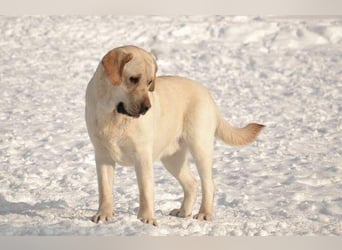 Labrador Welpen mit Ahnentafel, abzugeben ab Mitte /Ende Mai