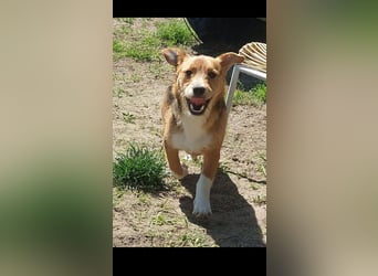 Linus der perfekte Familienhund