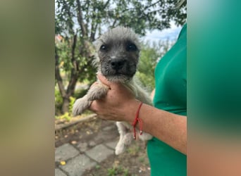 Sugar, geboren 01.05.2025, 21cm sucht ihr Glück