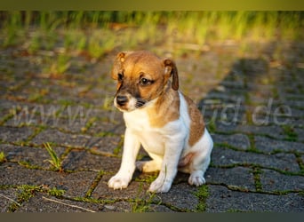 Jack Russell Terrier Welpe (Rüde) abzugeben!