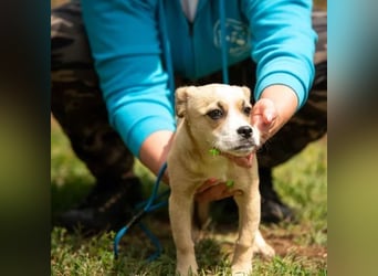 Luan