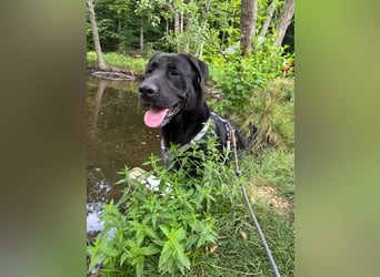 MOGLI ❤️ liebevoller Riese, Pflegefamilie Oberursel