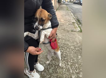 Chicca – eine neue Familie finden -