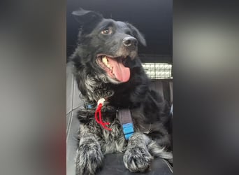 Tessie - verträgliche, liebe Border Collie / Australian Shepherd Mix Hündin / in Aach