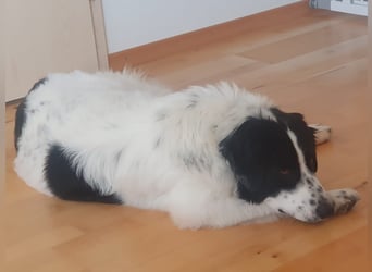 ❤️Wegen Allergie muß Marmo 1 J., kastr., 55 cm...ihre Familie verlassen!