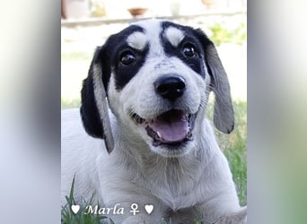 Marla, Scippy und Kea auf der Suche nach ihrer Familie