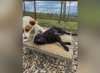 Pfiffige PANCHO - neugierig, gechillt und verschmust