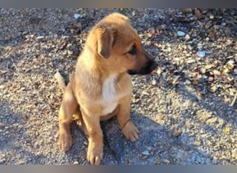 Brauni, ein verspieltes Hundekind auf der Suche nach einem Zuhause fürs Leben