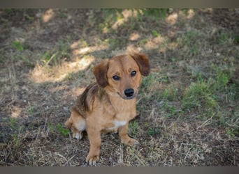DEXTER – Sanfter Junghund mit tollem Wesen sucht sein Zuhause