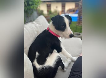 Lotti ❤️Pflegefamilie 41812 Erkelenz