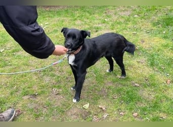 Trudie - Augenstern sucht Kuschelwolke (47839 Krefeld)