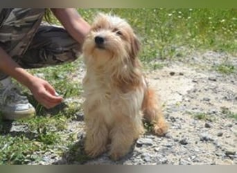 Baby, eine von zwölf zurückgelassenen Hunden sucht ein neues Zuhause