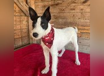 Jerry, Terrier-Mischling, Rüde, geb. am 15.05.2024, 40 cm, 10 kg