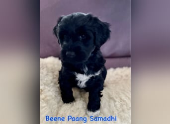 Nur noch 2 Tibet Terrier Welpen von der Goldburg können sich auf die Socken machen