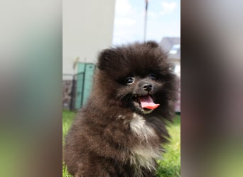 Zwergspitz Pomeranian Welpen in verschiedenen Farben mit Papieren