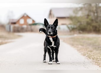 Wunderbarer Charly sucht seine Familie